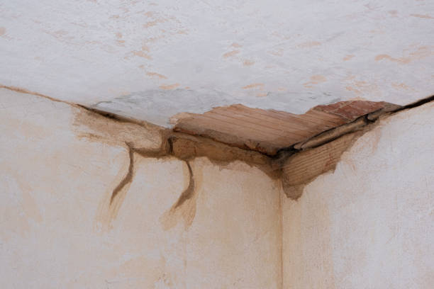 Best Water damage repair service  in Bay Pines, FL
