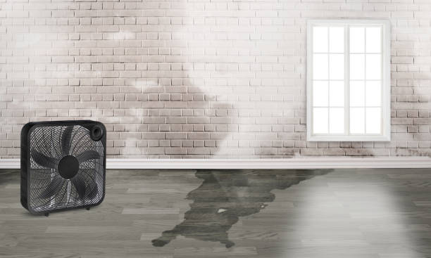 Best Water damage restoration near me  in Bay Pines, FL